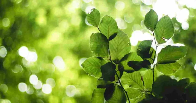 If it’s windy on your balcony, grow these super resistant plants