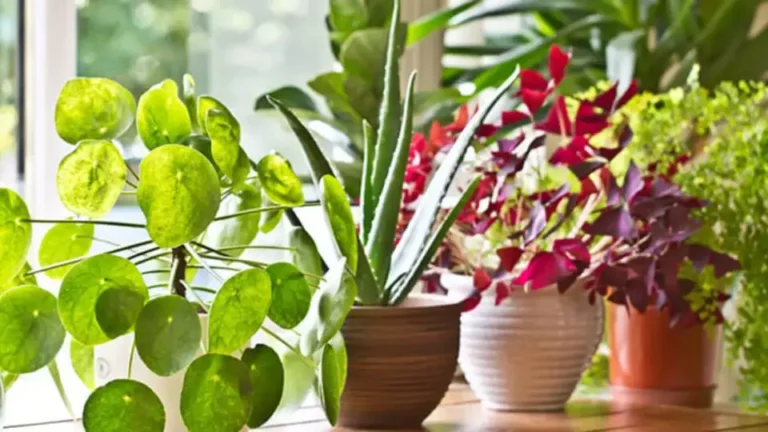 The 10 most beautiful houseplants that grow without sunlight