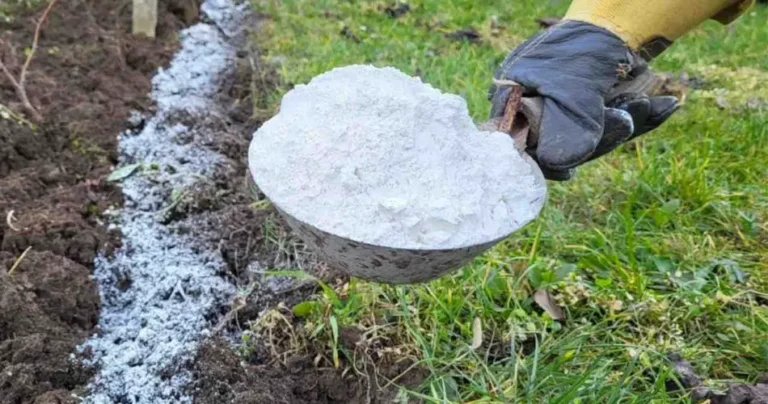 If you add this powder to the soil, plant performance is 10 times better