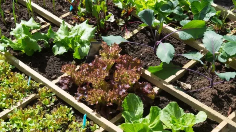 How to grow more vegetables when you don’t have space? 5 simple tips