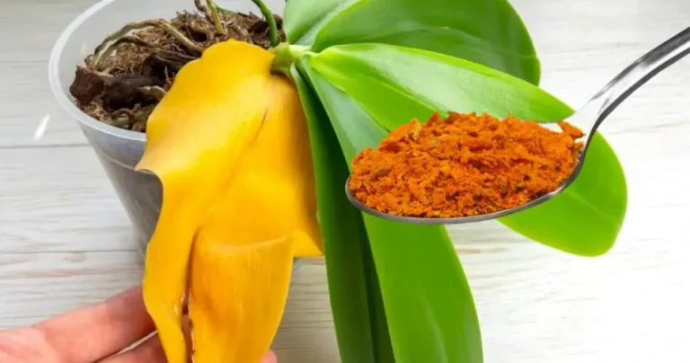 Yellowed and rotten leaves, do not throw away your orchid: if you do this it will come back to life