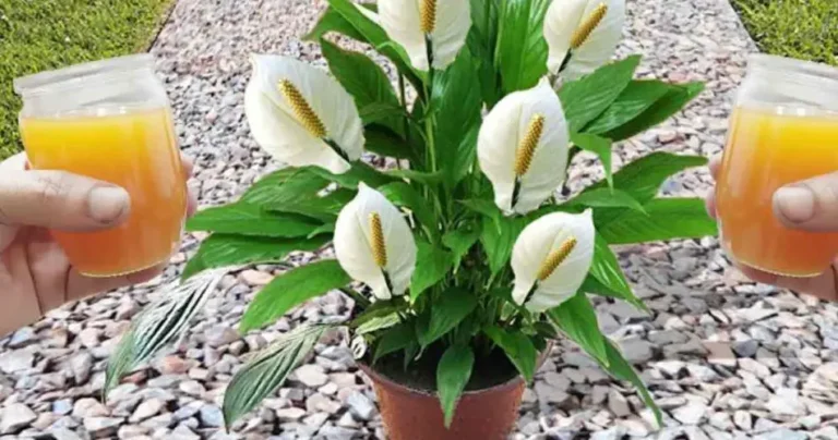 Just 1 cup is enough, it will explode an avalanche of flowers: all nurserymen do it