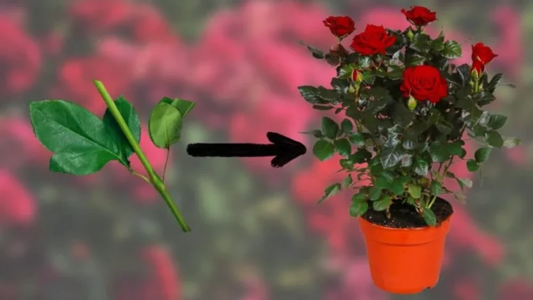 ROSES, HOW TO REPRODUCE THEM ENDLESSLY WITH JUST ONE Twig | THE GARDEN WILL BE A SPECTACULAR