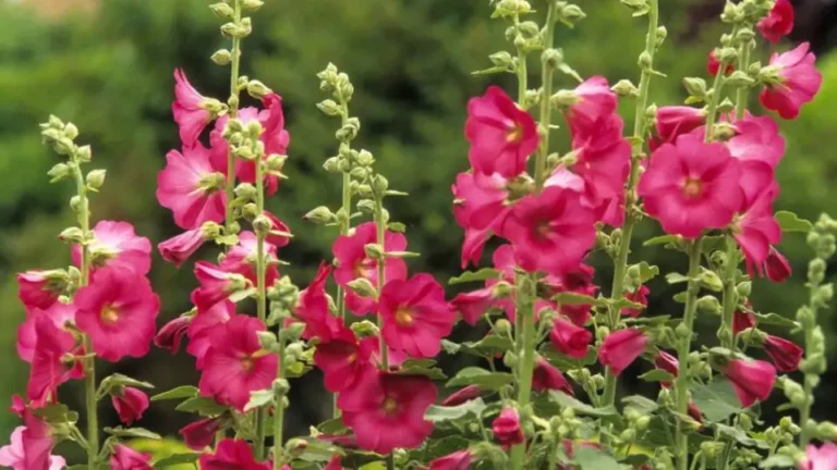 Holly: growing and planting the majestic queen of gardens