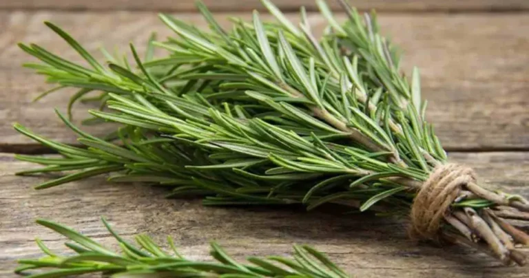 Rosemary, with the twig trick you can multiply it infinitely at no cost