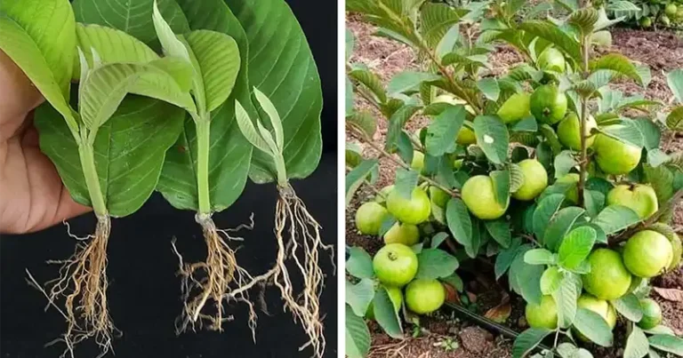 How to Grow Guava Trees from Guava Leaves