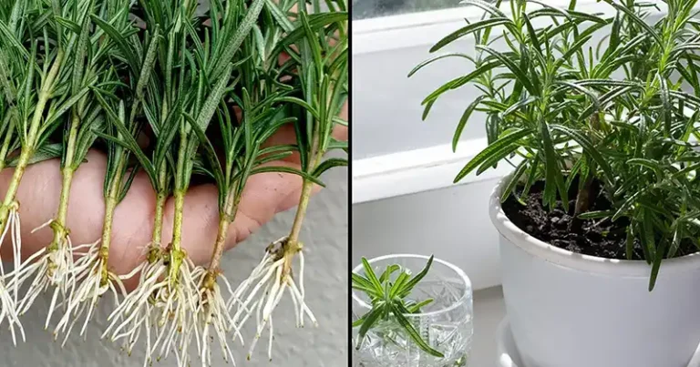 How to Grow Rosemary from Cuttings in Water and Transplant Them into Pots