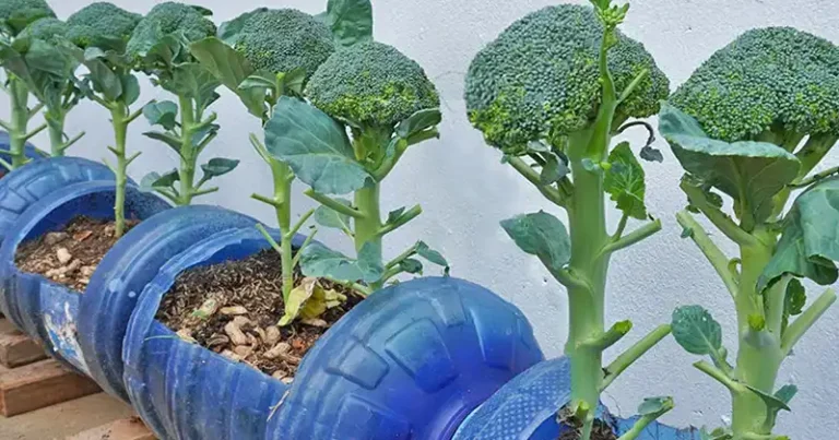 How to grow broccoli indoors in a container