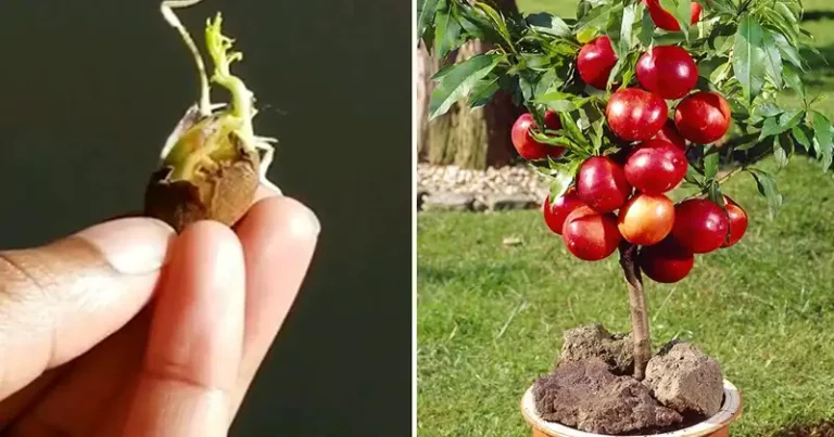 How to grow a peach tree from seed: step by step guide