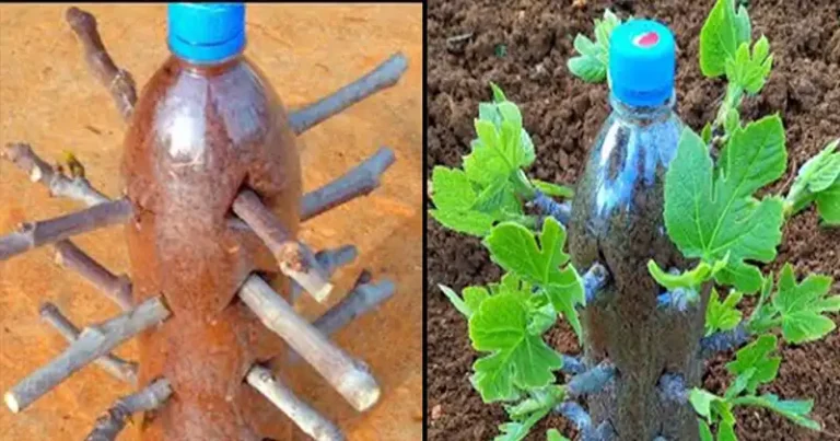 A unique technique for propagating fig trees from cuttings
