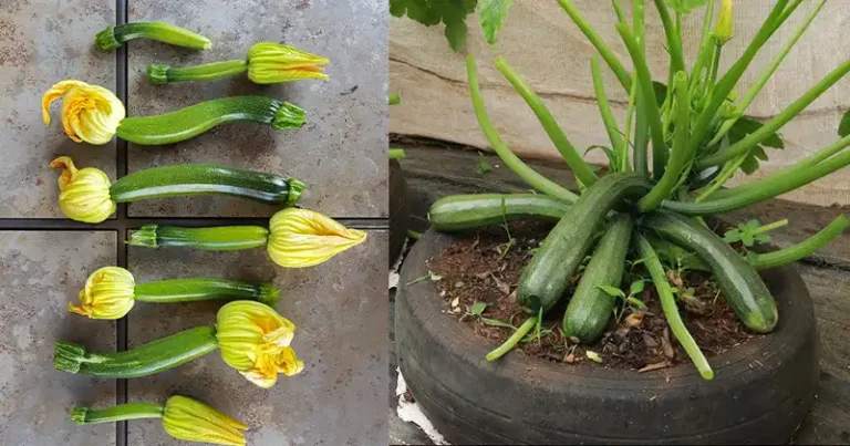 Beginner’s Guide to Growing Courgettes in Containers at Home from Seeds