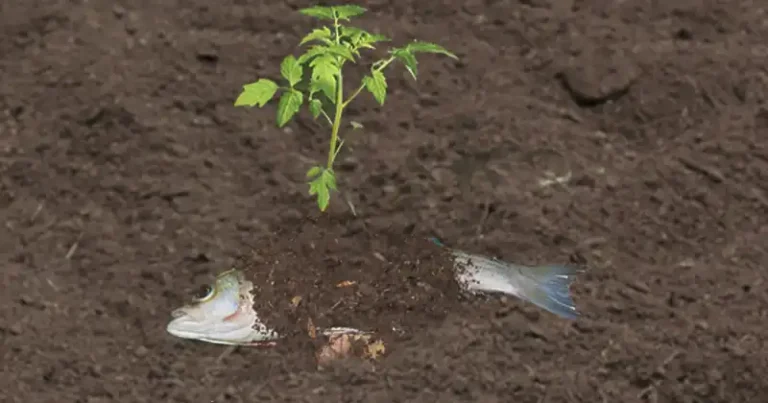 Four effective ways to use fish waste for natural garden fertilization