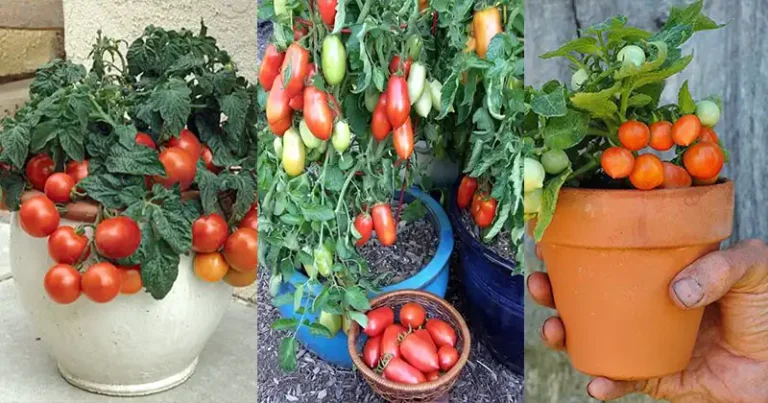 Top 10 Best Tomato Varieties for Container Gardening