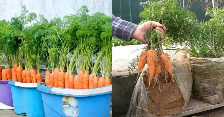 How to grow carrots at home in a container starting from a single carrot