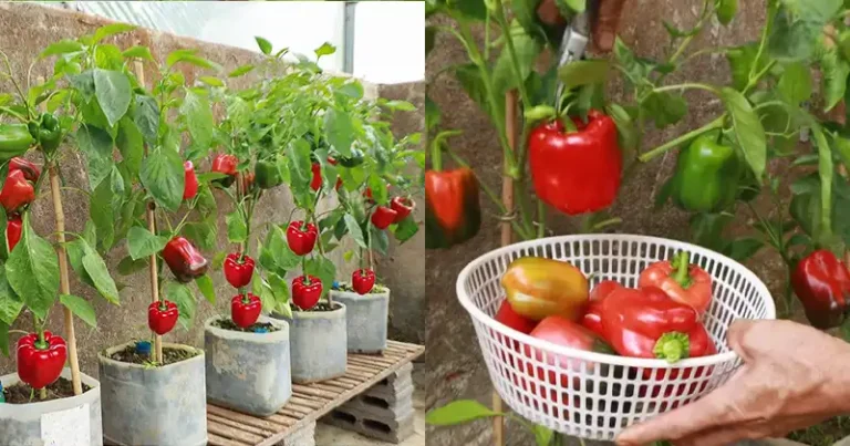 How to grow peppers at home: the secret of abundant production