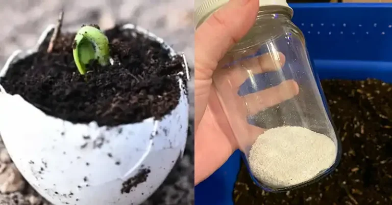 Most people throw away eggshells, but they don’t know how important they are!