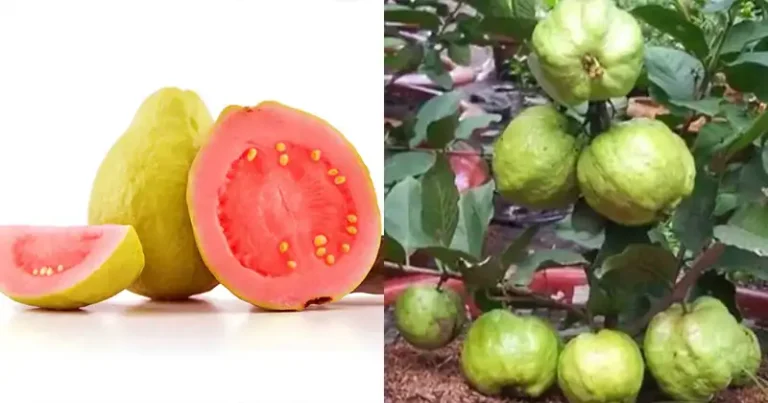Growing Guava at home in pots: The secret to a plentiful harvest