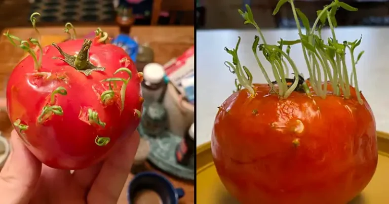 Complete guide to growing tomatoes at home in bags of soil