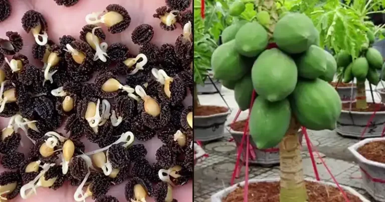 Growing papaya at home in pots: The secret to a bountiful harvest