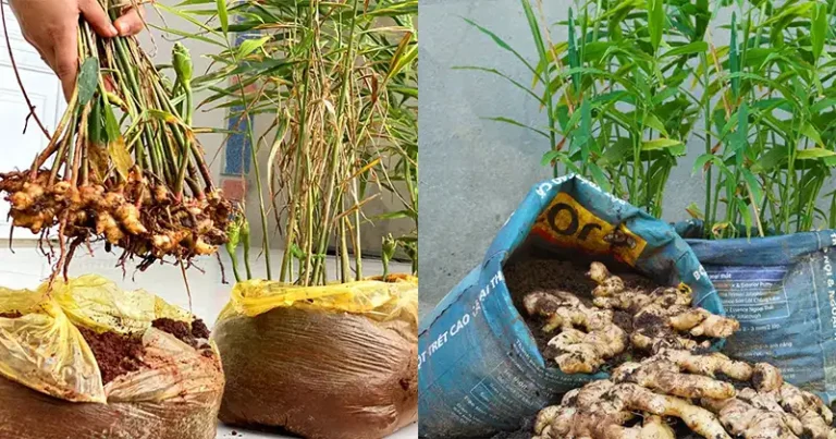 How to grow ginger in plastic bags: The secrets of many tubers