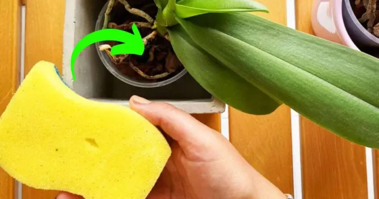 Orchid, the trick of the sponge to make it bloom: you have never had it like this