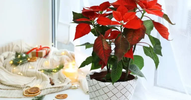 Poinsettia, the best position in the house: it blooms very well here