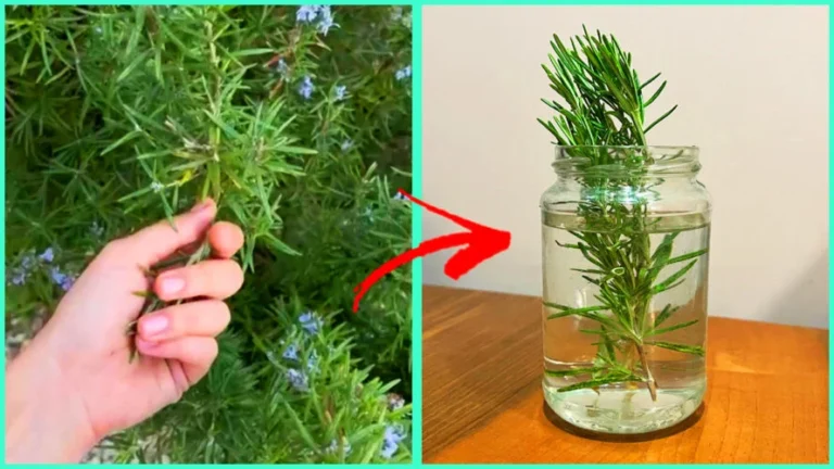 HOW TO PRUNE ROSEMARY ON THE BALCONY AND REUSE THE CUT Twigs TO HAVE A NEW PLANT
