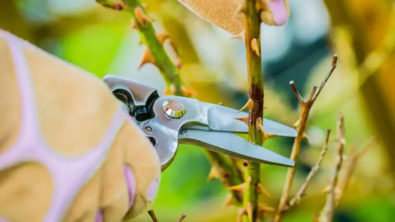 Rose pruning: when and how to prune roses to have magnificent roses? 