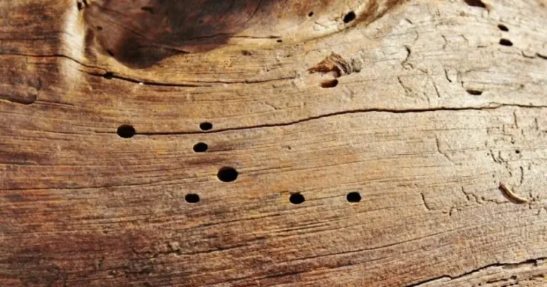 Here’s how to quickly get rid of woodworm at home: the expert’s guide