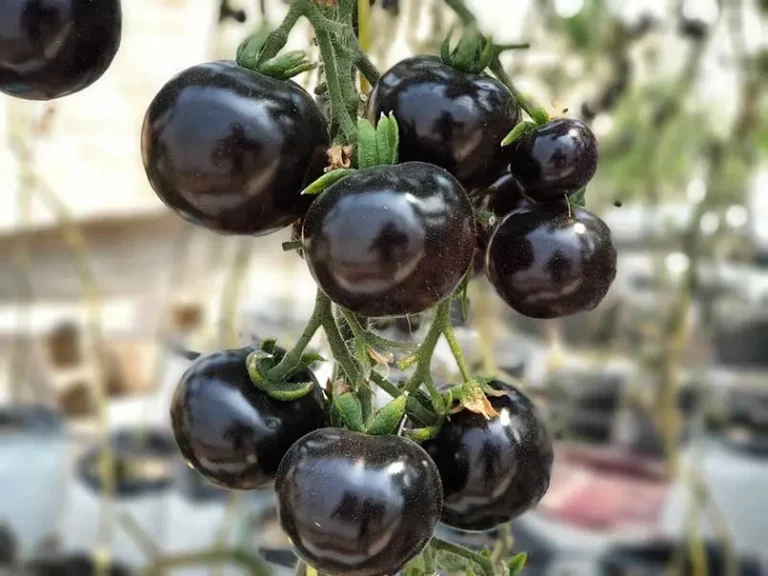 Why the Kumato Tomato Outperforms Others in Health Benefits and How to Grow It