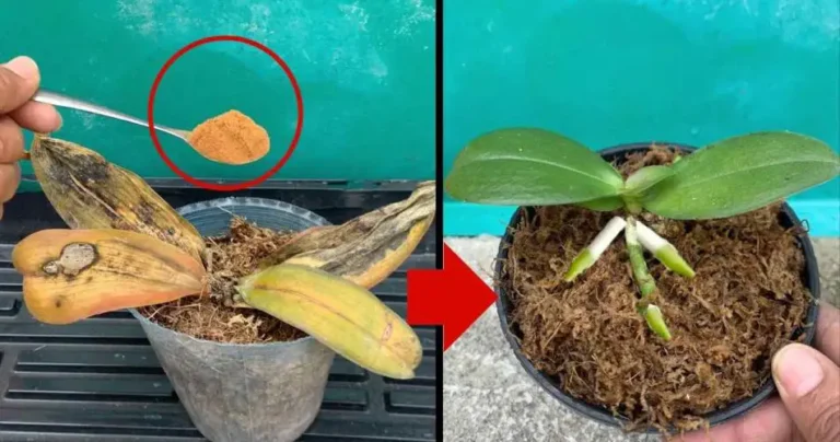 Rotten orchids, you don’t have to throw them away: with a pinch of this they come back to life