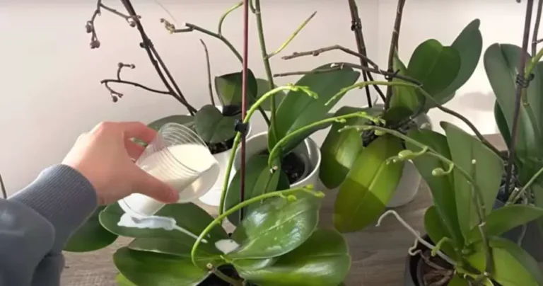 Very leafy orchid, if you water it with this it will be 10 times more beautiful