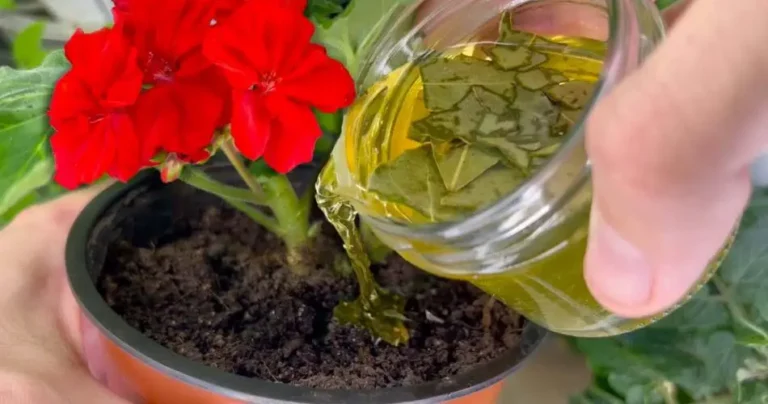 With this method, even the most rotten and yellowish flower is reinvigorated