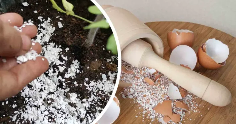 Egg shells, never throw them away: they are worth gold used in the house and garden