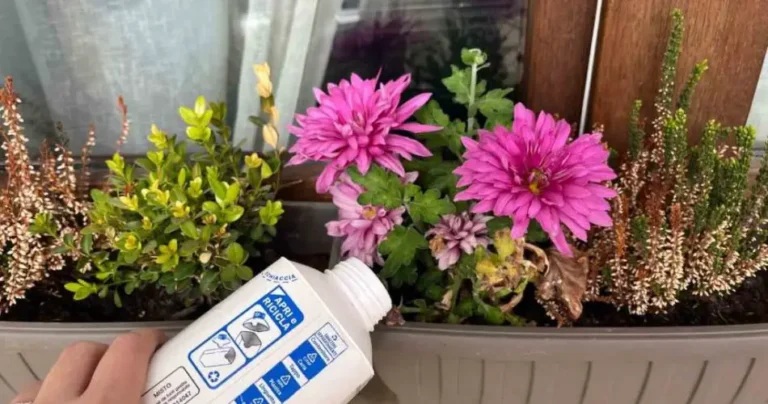 Pour the milk on the plants and wait 5 minutes – amazing what happens