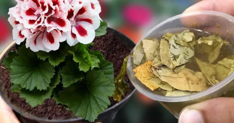 With just 1 cup you will have a lot of flowers, even the nurseryman will want to know the trick