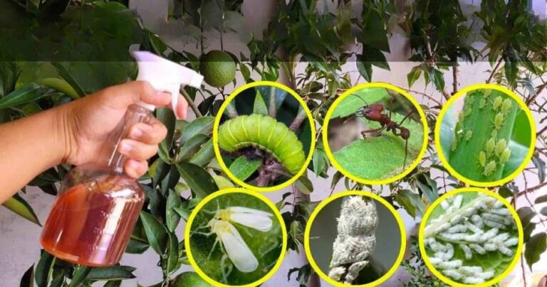 This liquid kills all caterpillars, bed bugs, ants and whiteflies in the garden