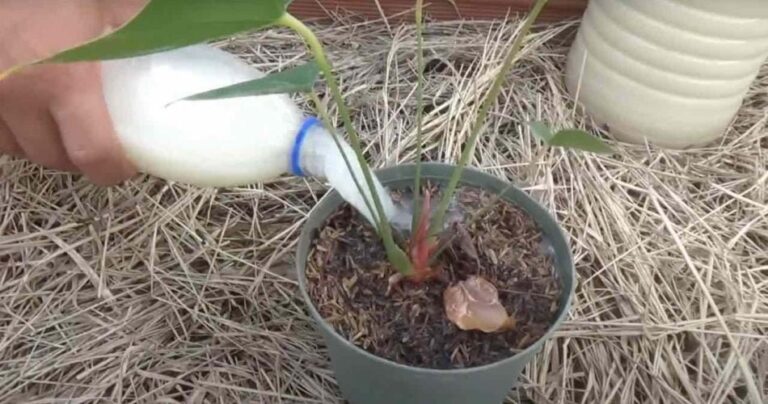 Powerful Homemade Fertilizer, with 2 Ingredients to Revive Every Single Plant