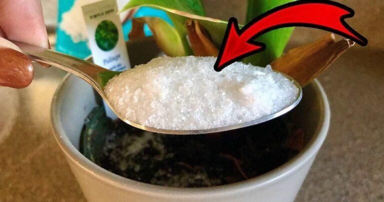 Add this ingredient to your plants: you will always have healthy and lush leaves.