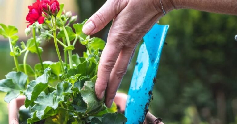 The most powerful fertilizer to make geraniums flower: It’s cheap and you make it yourself!