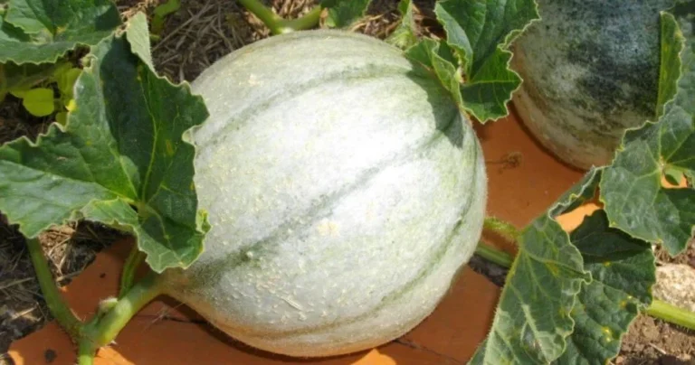 8 essential tips for growing sweet melons