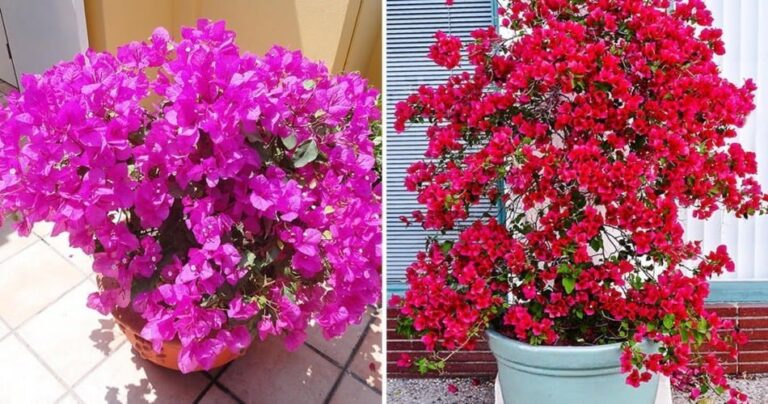 How to grow bougainvillea in pots and make them bloom continuously