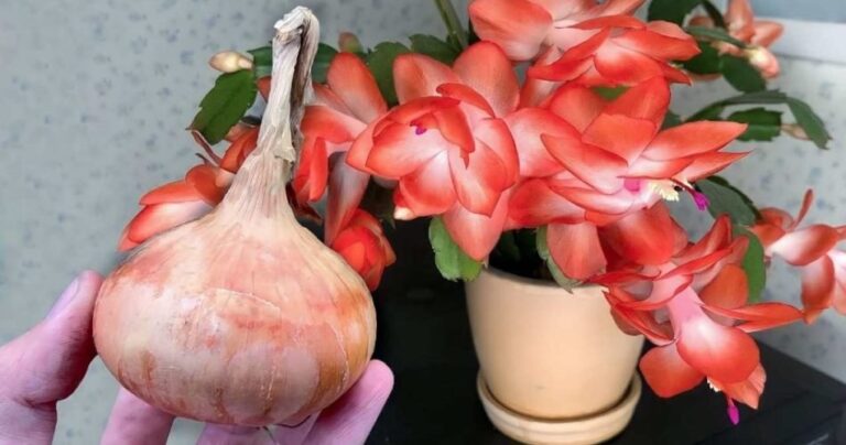 Place 1 drop under your house flowers and they will all bloom continuously. 