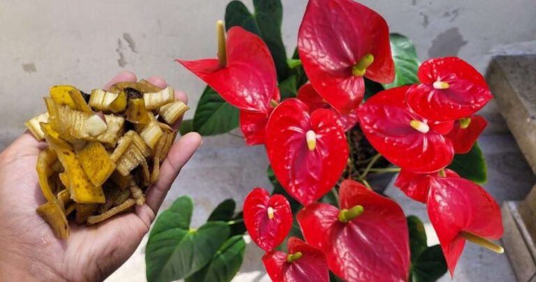 An anthurium always in bloom with this powerful natural fertilizer
