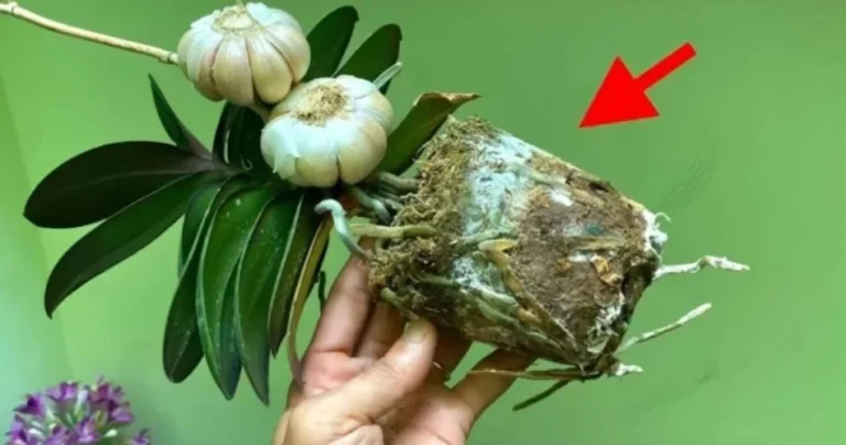 The orchid, if planted like this, will always be lush: few do it