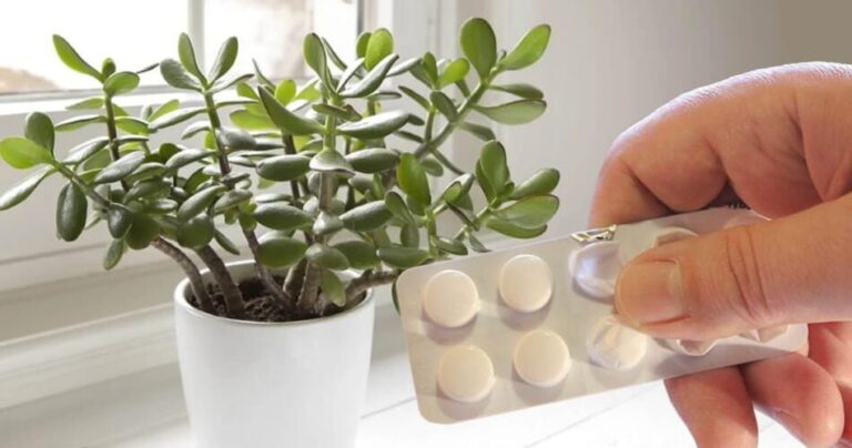 This ingredient is the secret to growing plants and costs nothing.