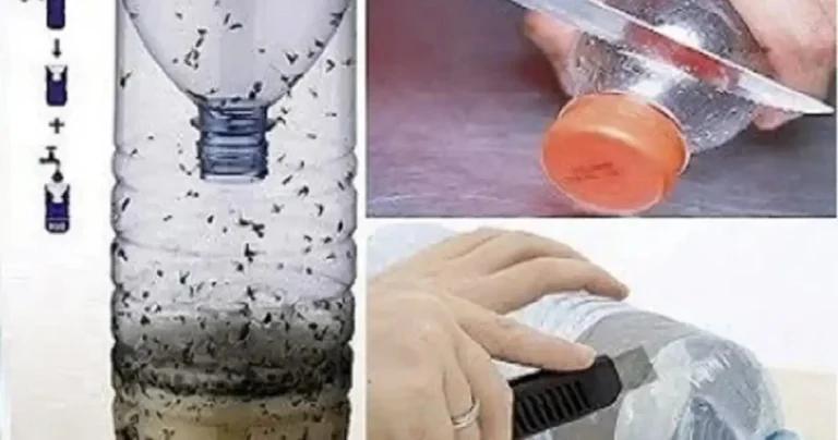 The DIY mosquito trap that can be set up anywhere