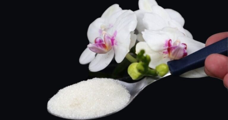 A teaspoon in orchids: Never so healthy and lush