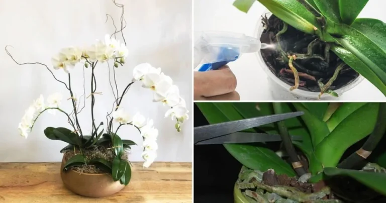 6 tricks to always have orchids in full bloom and make them last for years 2