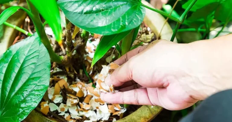 Don’t throw away eggshells: sow them in the garden, they work miracles